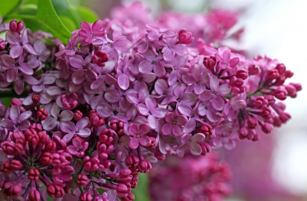 Lilac Heaven by Deb Oppermann